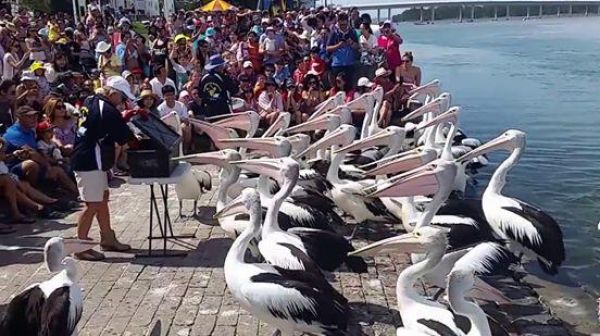 Pelican feeding